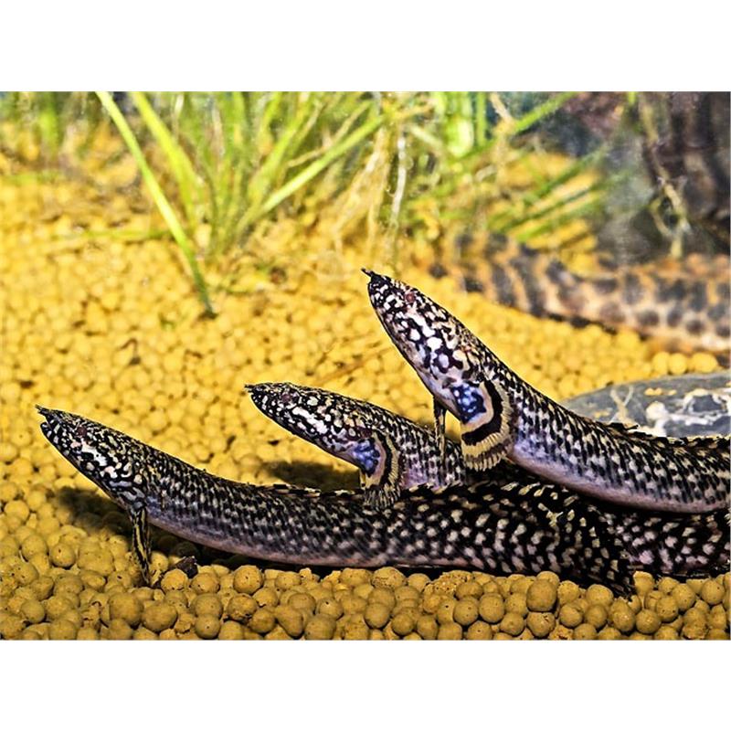 Bichirul ornat (Polypterus Ornatipinnis) - imagine 5